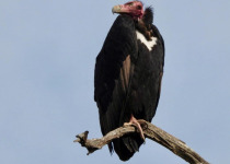 Northern India Birding with Nature Travel Birding