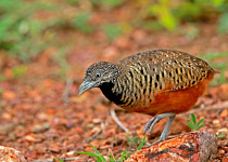 Sri Lanka Birding with Nature Travel Birding