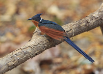 Sri Lanka Birding with Nature Travel Birding