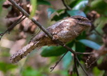Sri Lanka Birding with Nature Travel Birding