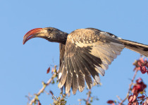 Southern Namibia Birding Adventure - November 2026