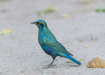 Southern Namibia Birding Adventure - November 2026