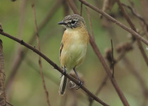 Private Guaviare Birding with Wilmer Ramirez