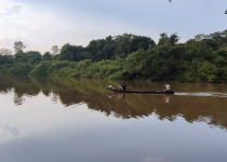 Private Guaviare Birding with Wilmer Ramirez