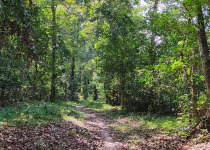 Private Guaviare Birding with Wilmer Ramirez