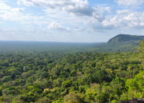 Private Guaviare Birding with Wilmer Ramirez