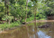 Private Guaviare Birding with Wilmer Ramirez