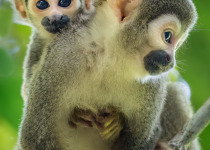3 Days Amazon Essence Private Birding Tour