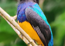 3 Days Amazon Essence Private Birding Tour