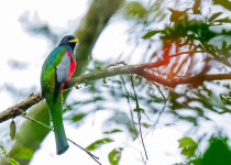 3 Days Amazon Essence Private Birding Tour