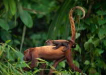 4 Days Amazon Odyssey Private Birding Tour