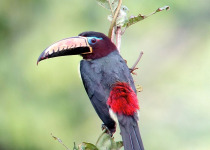 4 Days Amazon Odyssey Private Birding Tour