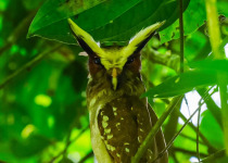 4 Days Amazon Odyssey Private Birding Tour