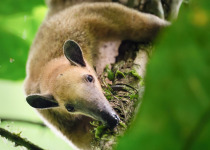 5 Days Amazon Immersion Private Birding Tour