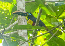 5 Days Amazon Immersion Private Birding Tour