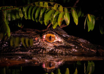 5 Days Amazon Immersion Private Birding Tour