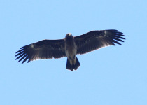 Private Northeast Poland Birding with Tomasz Kulakowski