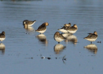 Private Northeast Poland Birding with Tomasz Kulakowski