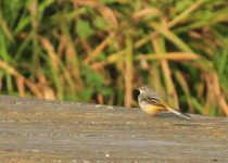 Private Northeast Poland Birding with Tomasz Kulakowski