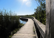 Private Haute-Yamaska Birding with Normand Fleury