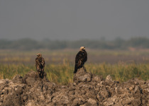 Private Bulgaria Birding with Tihomir Stefanov