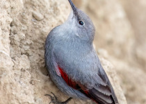 Private Bulgaria Birding with Tihomir Stefanov
