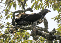 Aberdare National Park