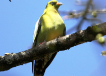Aberdare National Park