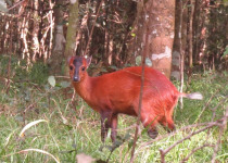 Aberdare National Park