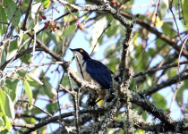 Aberdare National Park