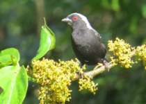 Gatamaiyu Forest Birding