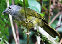 Gatamaiyu Forest Birding