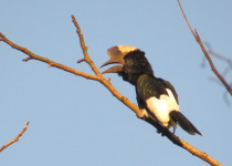 Kakamega Forest