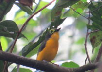 Kakamega Forest