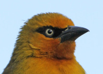 Karura Forest Birding