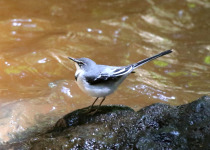 Karura Forest Birding