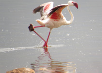 Lake Bogoria