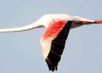 Lake Bogoria