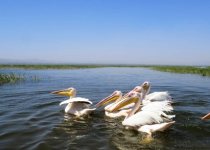 Lake Elementeita