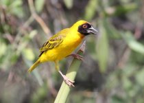 Lake Magadi Road Birding