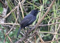 Lake Magadi Road Birding