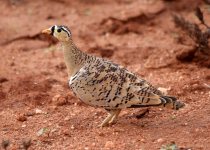 Lake Magadi Road Birding