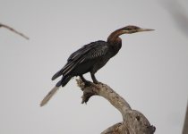 Lake Naivasha