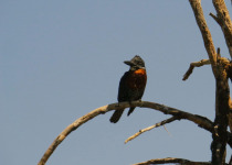 Lake Nakuru National Park