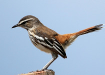 Marsabit National Park
