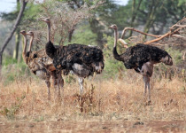 Marsabit National Park