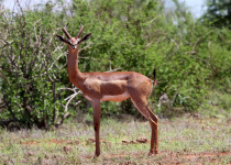 Marsabit National Park