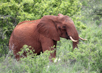 Marsabit National Park