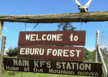 Mau Eburu Forest Birding
