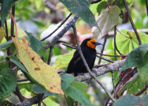 Mau Eburu Forest Birding